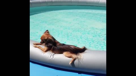 Best Animals 2 Minutes of Funny Cats and Dogs Videos