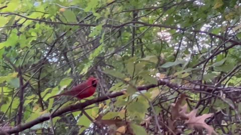 Male Cardinal James Gardens