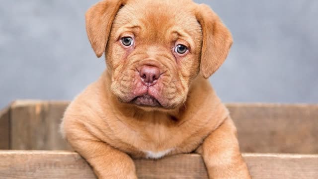 Sound That Make Puppies Tilt Their Head (GUARANTEED )