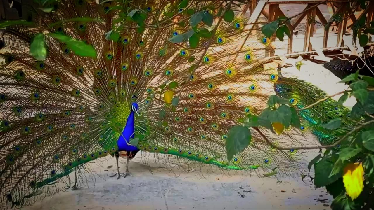 Peacock beauti...#subscribe#trending#rumble#videos