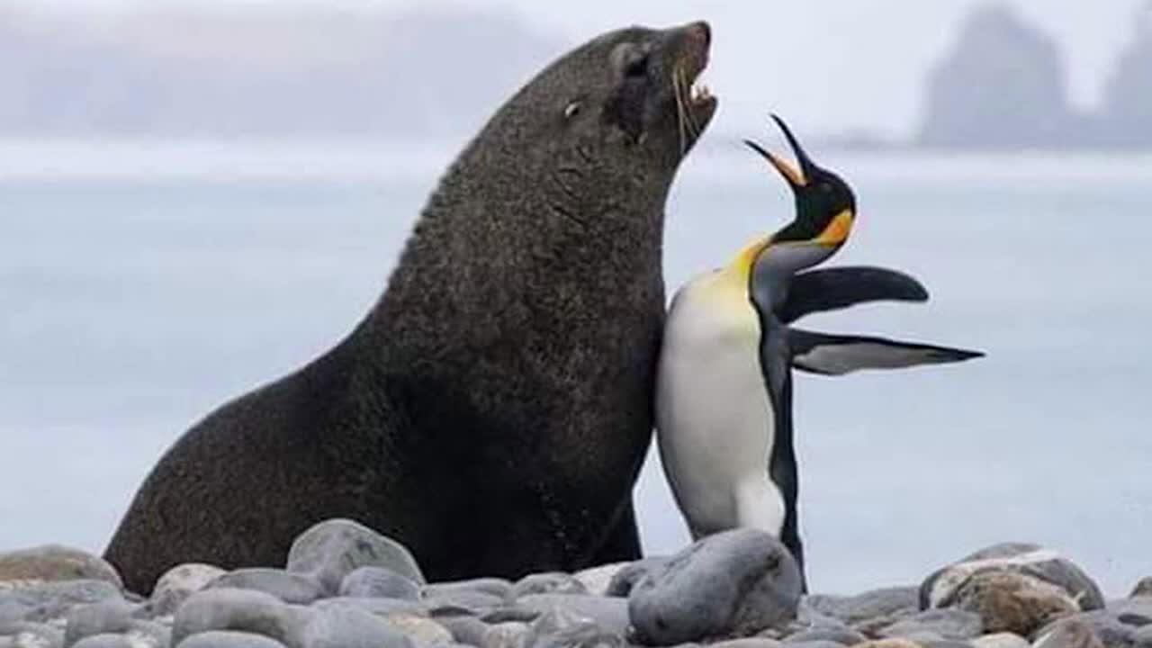 Funny Animal Video