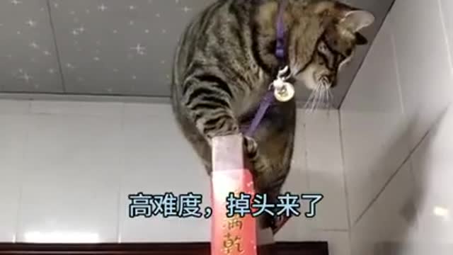 Check This FUNNY Cat | LOOK at this silly naughty cat