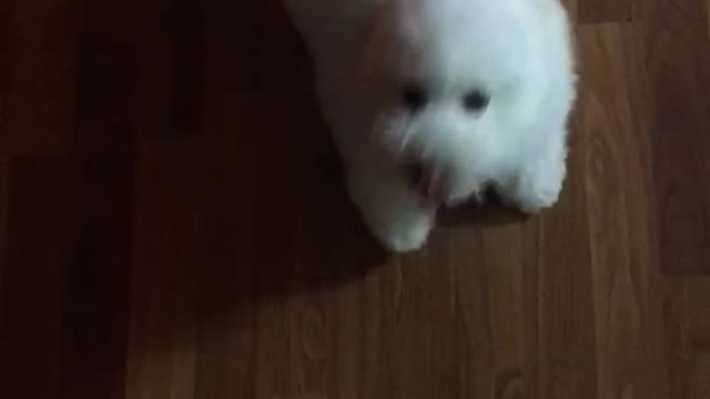 the puppy welcomes the owner when he comes home