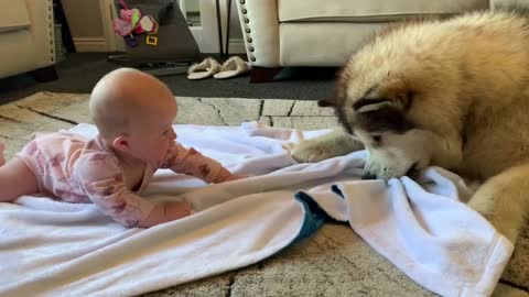 Giant Dog Wants To Play With Baby 🥰😍(Cutest Video Ever!!)🥰😍