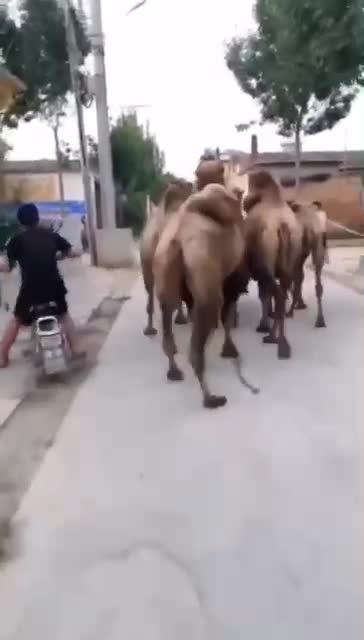THE CAMEL KICK THOUGH, FUNNY CLIPS 2022