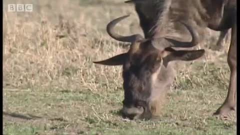 Mass Wildebeest Exodus | Massive Nature | BBC Earth