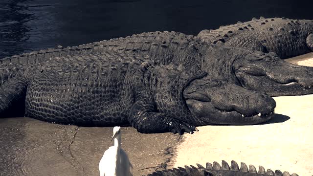 Crocodiles go out to the beach to expose themselves to the sun