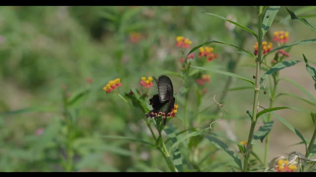 The beauty of the black butterfly