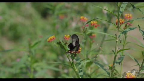 The beauty of the black butterfly