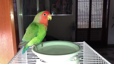 My Parrot Loves Water