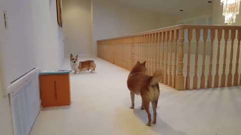 cute dog running in the room