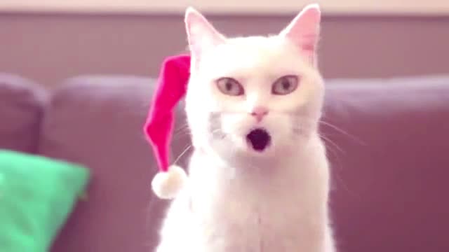 A Funny Cat Caroller