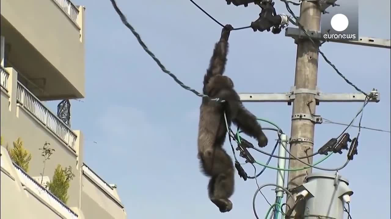 Animals Getting Shocked - Animals Electric Fence Funny