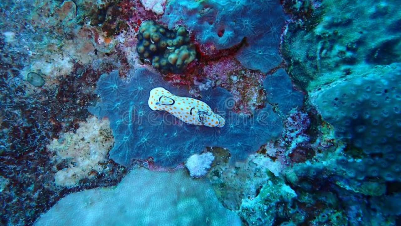 The DEADLY sea creatures that WILL KILL YOU if given the chance