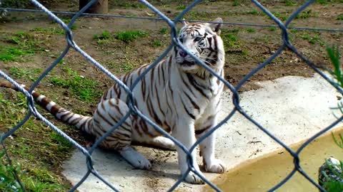 TIGRE da Sibéria Animal Selvagem Branco e Preto de Olhos Azuis