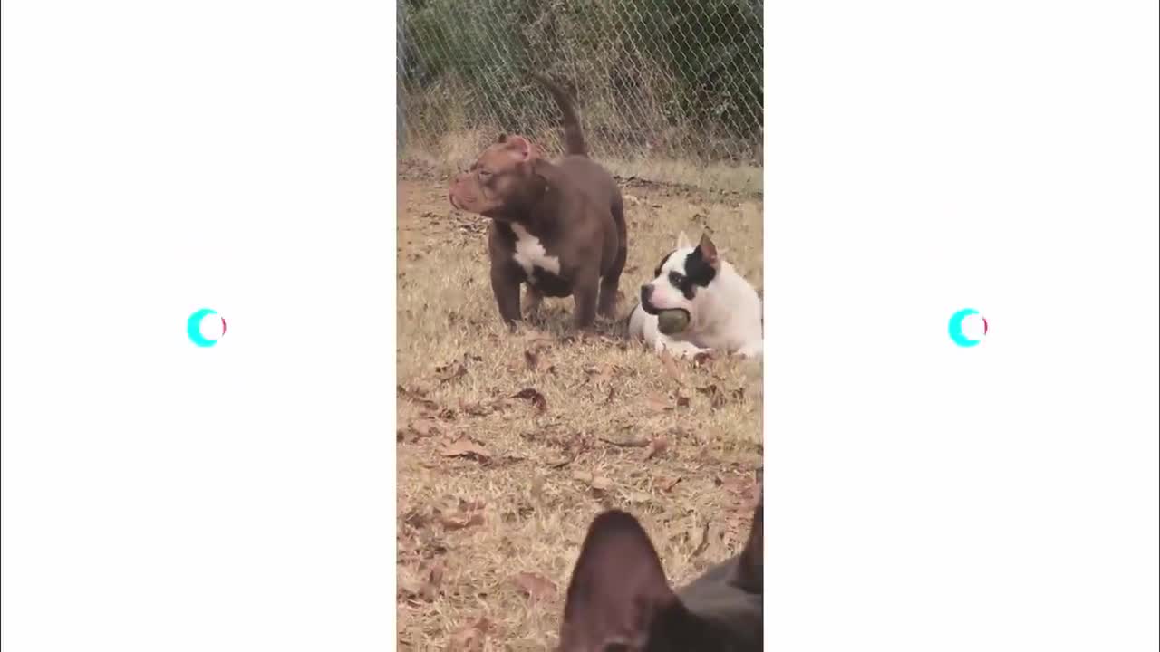 Intimidating Dog Compilation!