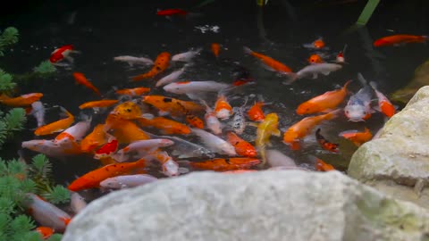 World Of Colorful Fish #coloredfishvideos #UploadsNo04 #Fun2oSh