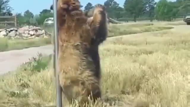 Bear dance