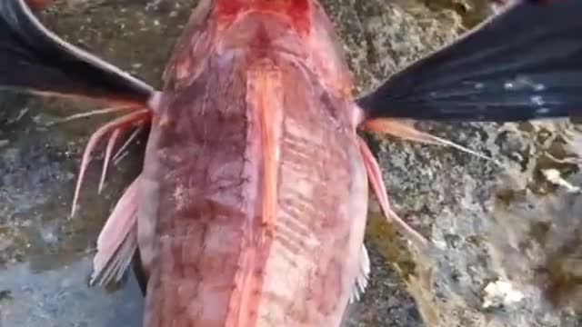 Catching Seafood 🦀🐙#shorts #seafood #fish #shark #catchfish