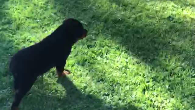 Duke the little Rottweiler bear.