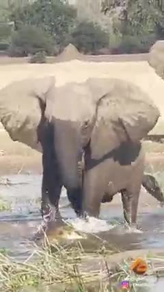 Elephant killing crocodile