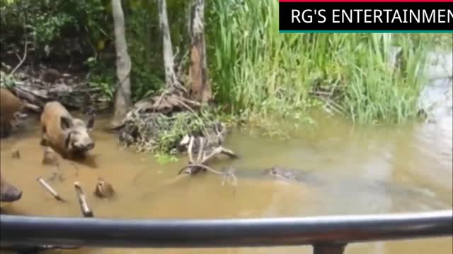 Amazing Hunting Skill
