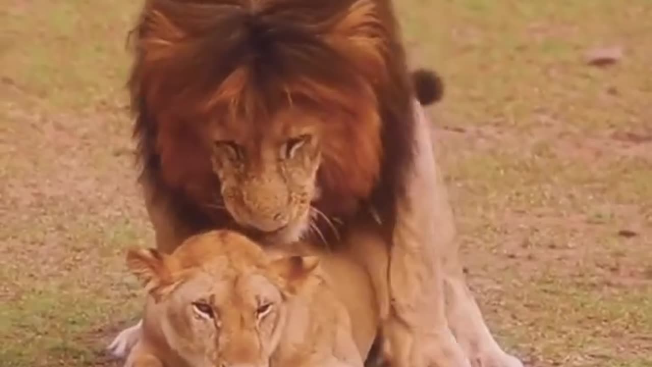 Funny lion video, play now