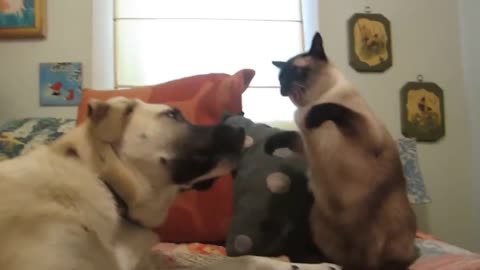 FUNNY ANIMALS VIDEOS