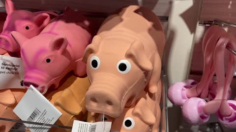 Cute and fancy pigs