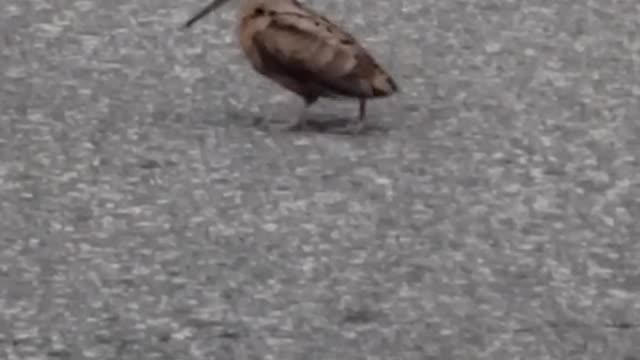 Dancing Bird