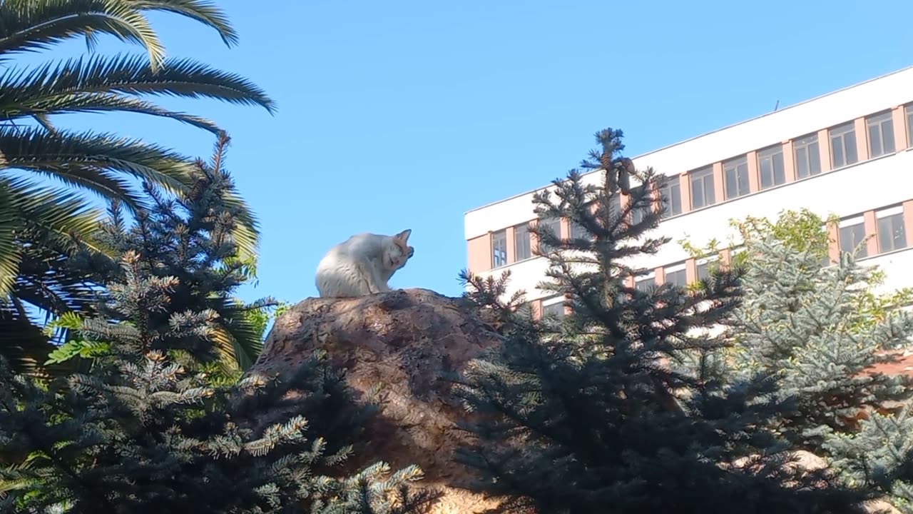 Beautiful white cat standing on the rock