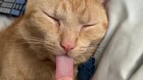 Cat tounge