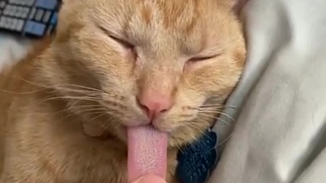 Cat tounge