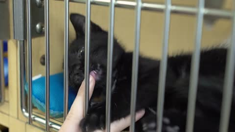 Very playful baby kitten up for adoption