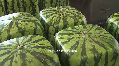 Watermelon production.