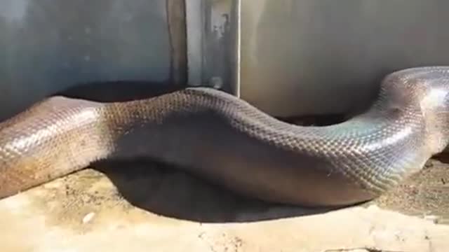 wow! It's A Huge Snake!!!!!