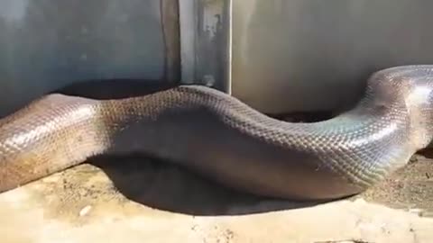 wow! It's A Huge Snake!!!!!