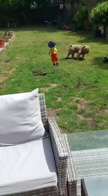 Axel playing with the scarecrow