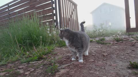 Cat and dog in forest