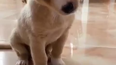 Stubborn Husky gives all her best to sit in the front seat