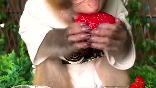 Monkey eating strawberries