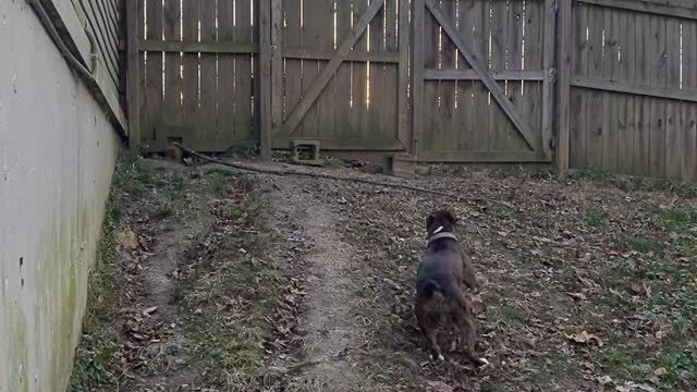 Boxer Showcases Ability to Jump 6 Foot Tall Fence