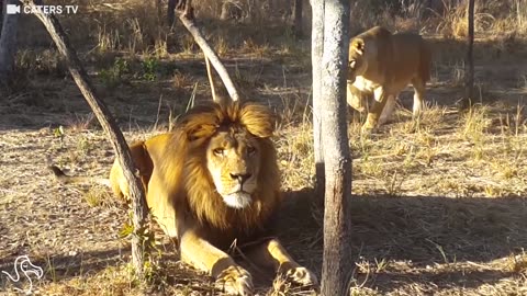 Sneaky Lioness Pounces On Lion