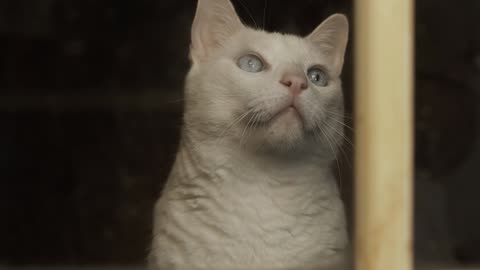 Cat Pet Window Waiting Looking White Cat