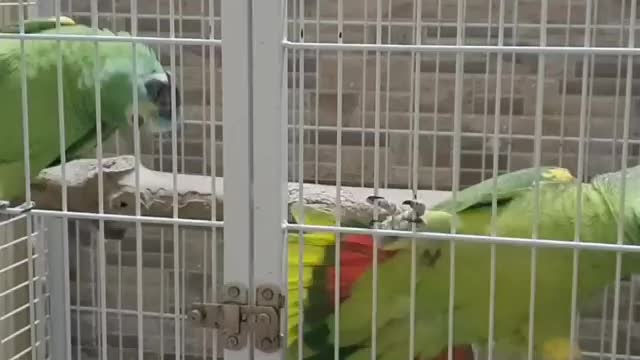 nice couple of parrot