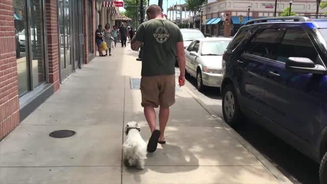 Westie Dog Training l Awesome Transformation