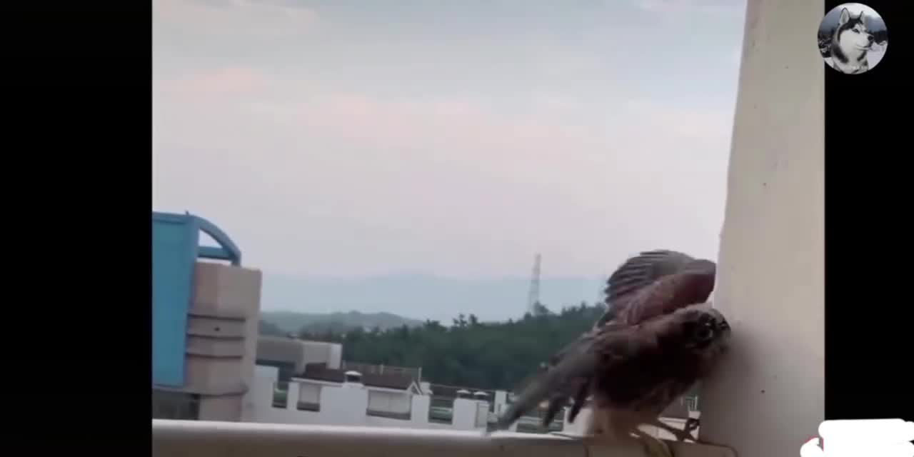 (1) Owl
