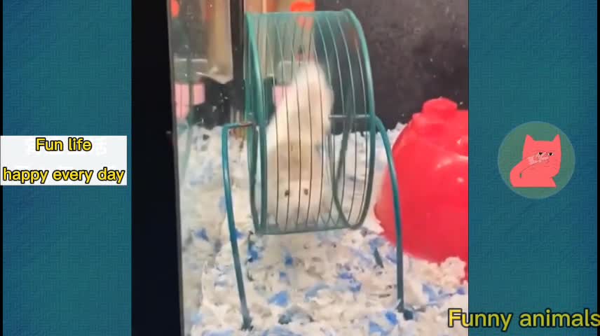 Funniest Cats - Best Of The 2022 Funny Cat Videos - Funny Cats HD