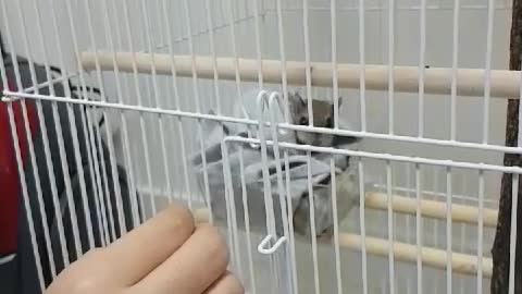 Let's lure the flying squirrel out of the nest with sunflower seeds.