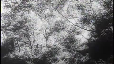 Japanese Routed from Buna Stronghold 1943